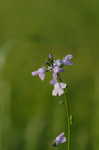 Oldfield toadflax